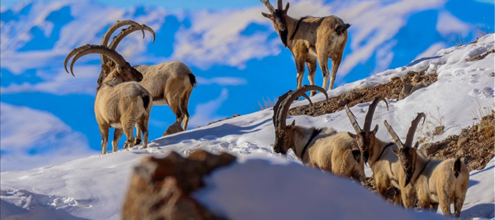 Erzurum da nesli tükenmekte olan, dağ keçilerinin avına onay verilmesin