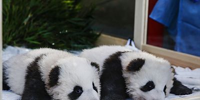 Berlin’de dünyaya gelen ikiz pandaların isimleri belli oldu