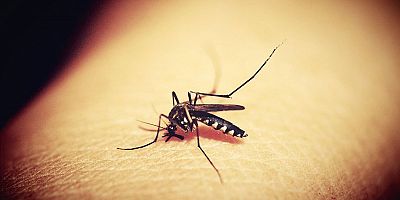 Bilim insanlarından korkutan ‘sivrisinek’ uyarısı!