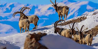 Erzurum da nesli tükenmekte olan, dağ keçilerinin avına onay verilmesin