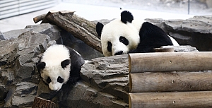 Berlindeki ikiz pandalar ilk kez grntlendi