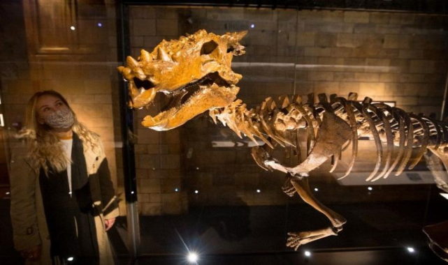 108 Milyon Yıllık Dinozor Fosili: Bilinen En Eski Pachycephalosaur Keşfedildi