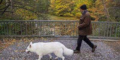 Almanya'da belediyeler 2023’te köpek vergisinden rekor gelir elde etti