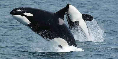 Katil balinaların inanılmaz özelliği ortaya çıktı