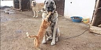 Kangallar ile kedilerin şaşırtan dostluğu